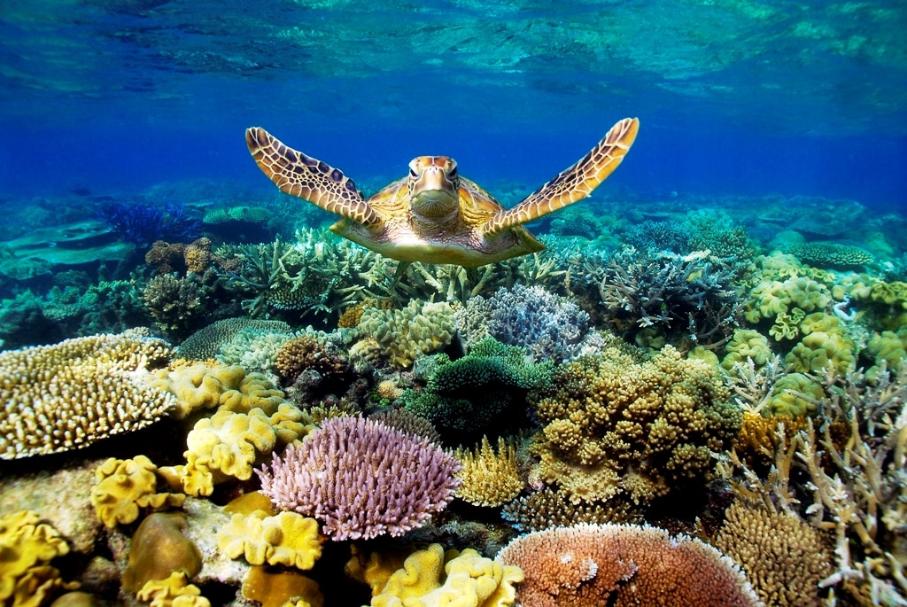 Explore The Natural Beauty Of The Great Barrier Reef Found The World