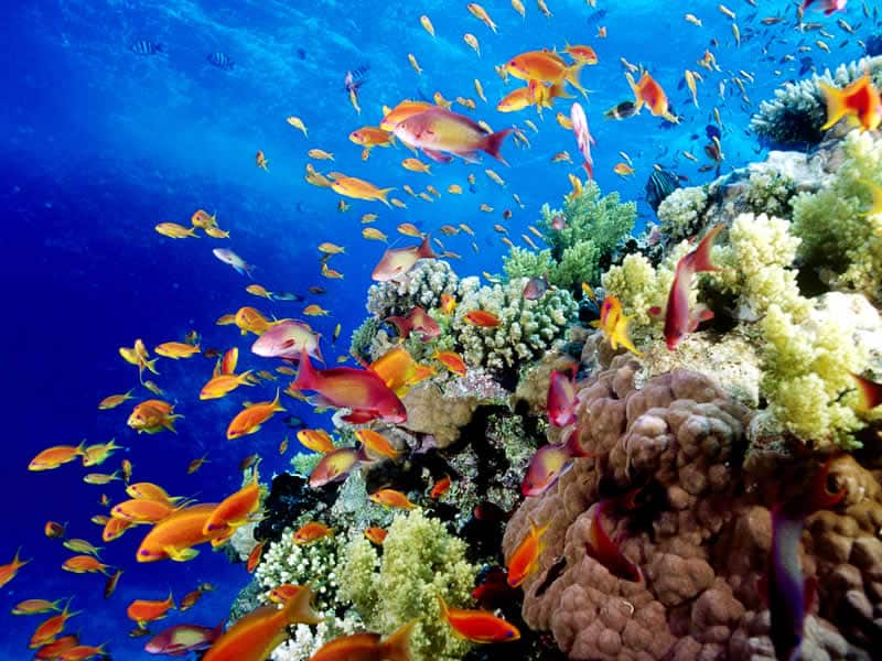 Explore the Natural Beauty of The Great Barrier Reef Found The World