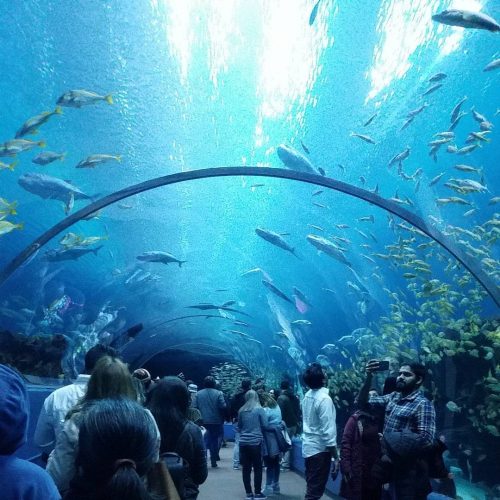 Atlanta, Georgia - georgia aquarium