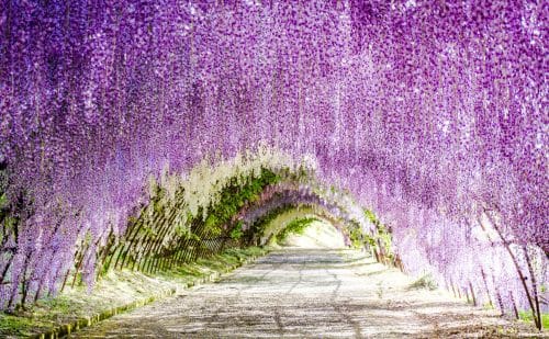 Wisteria flower tunnel japan