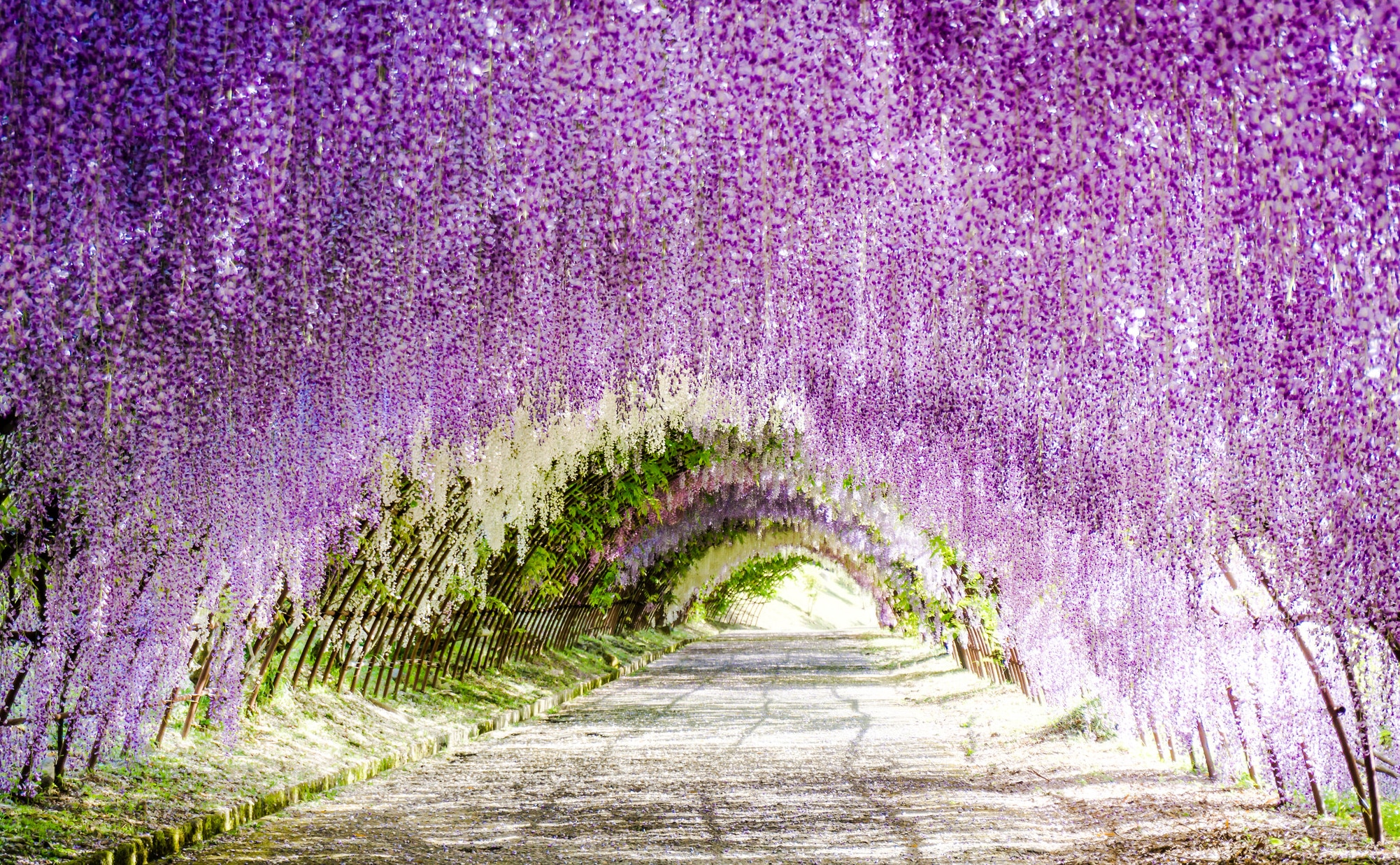 wisteria flowers tunnel in kitakyushu, japan | found the world