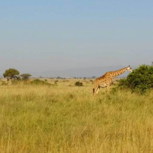 Nairobi national park