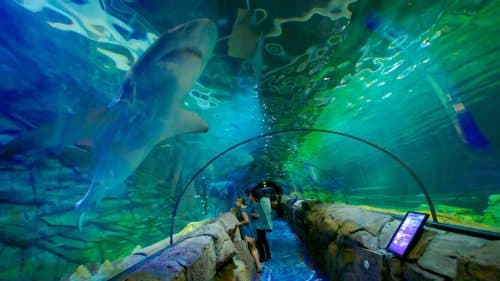Sydney aquarium