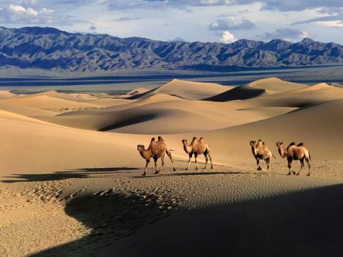 Camels are running at evening time