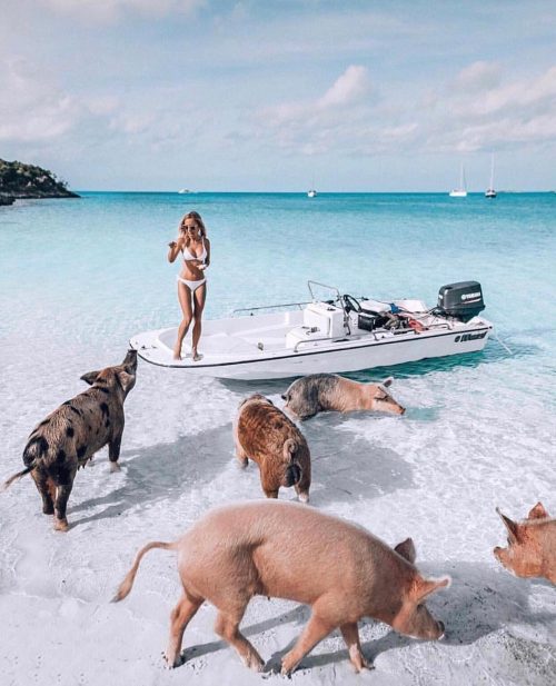 Pig island bahama