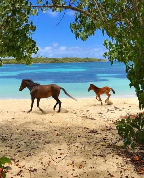 Wild horses in island of vieques