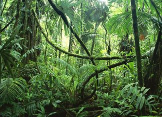 Amazon Rainforest, Feel the Rainfall of Leaves