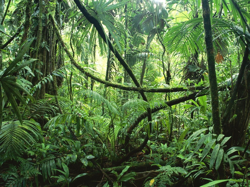 Amazon Rainforest, Feel the Rainfall of Leaves - Found The World1024 x 768