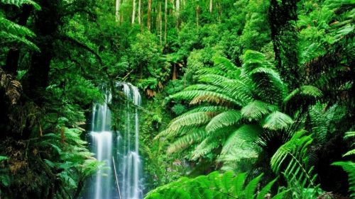 Amazon Rainforest Waterfalls