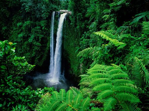 Rainforest waterfalls