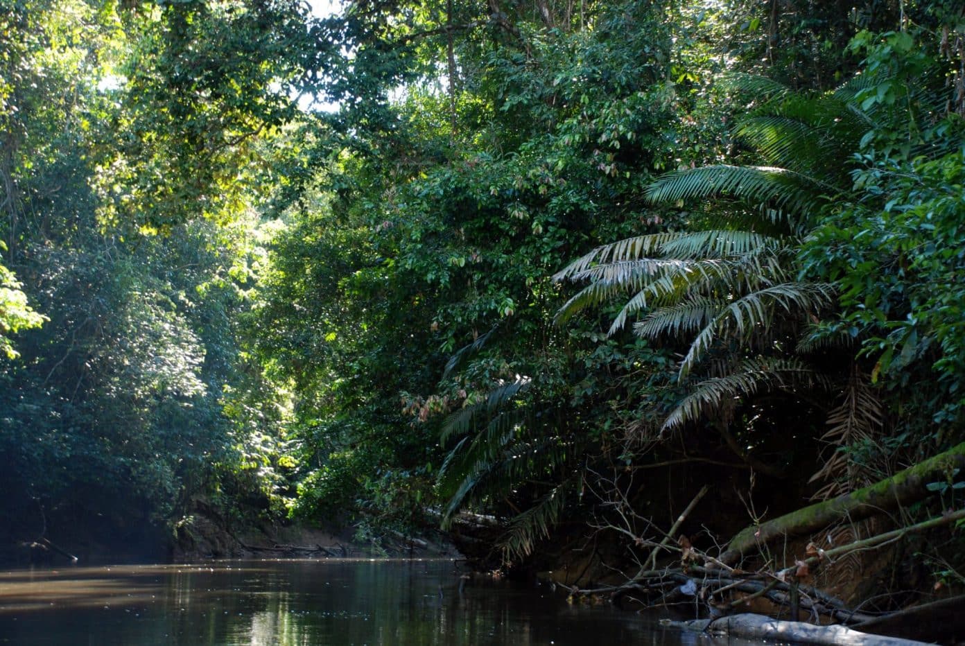 Amazon Rainforest, Feel the Rainfall of Leaves - Found The World