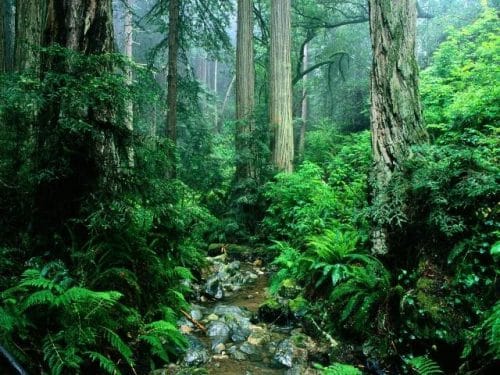 Rainforest natural beauty
