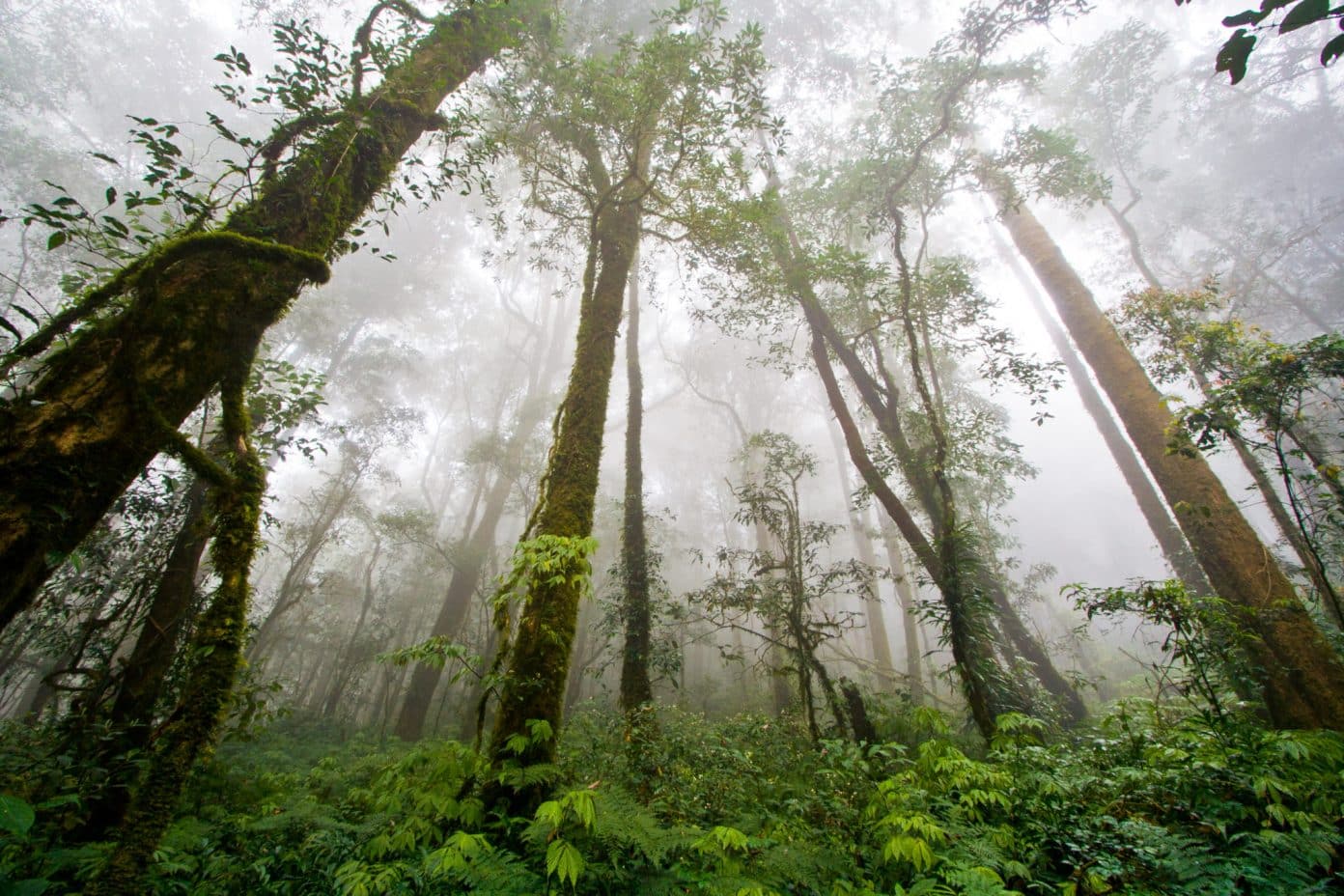 Amazon Rainforest, Feel the Rainfall of Leaves - Found The World