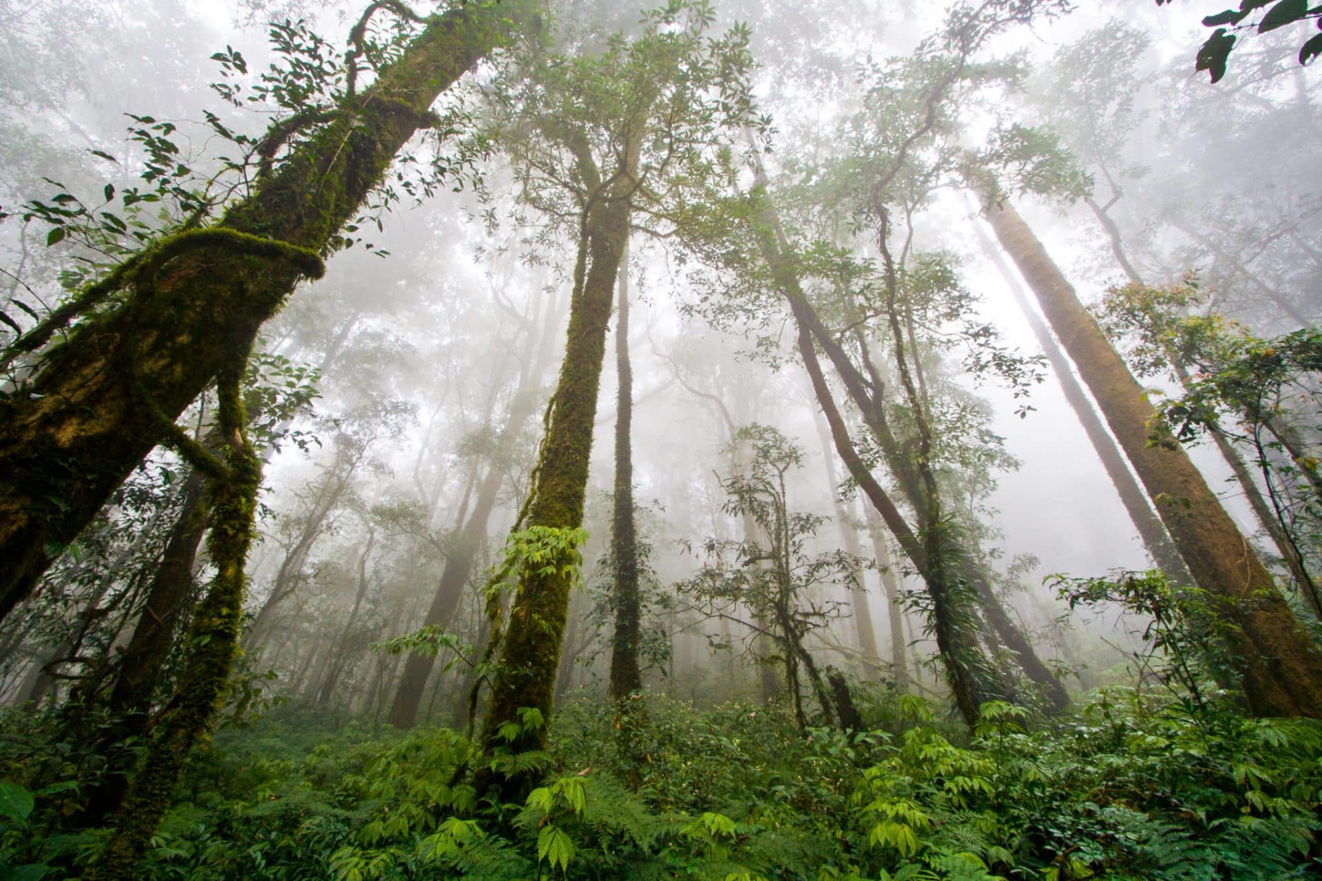 amazon-rainforest-feel-the-rainfall-of-leaves-found-the-world