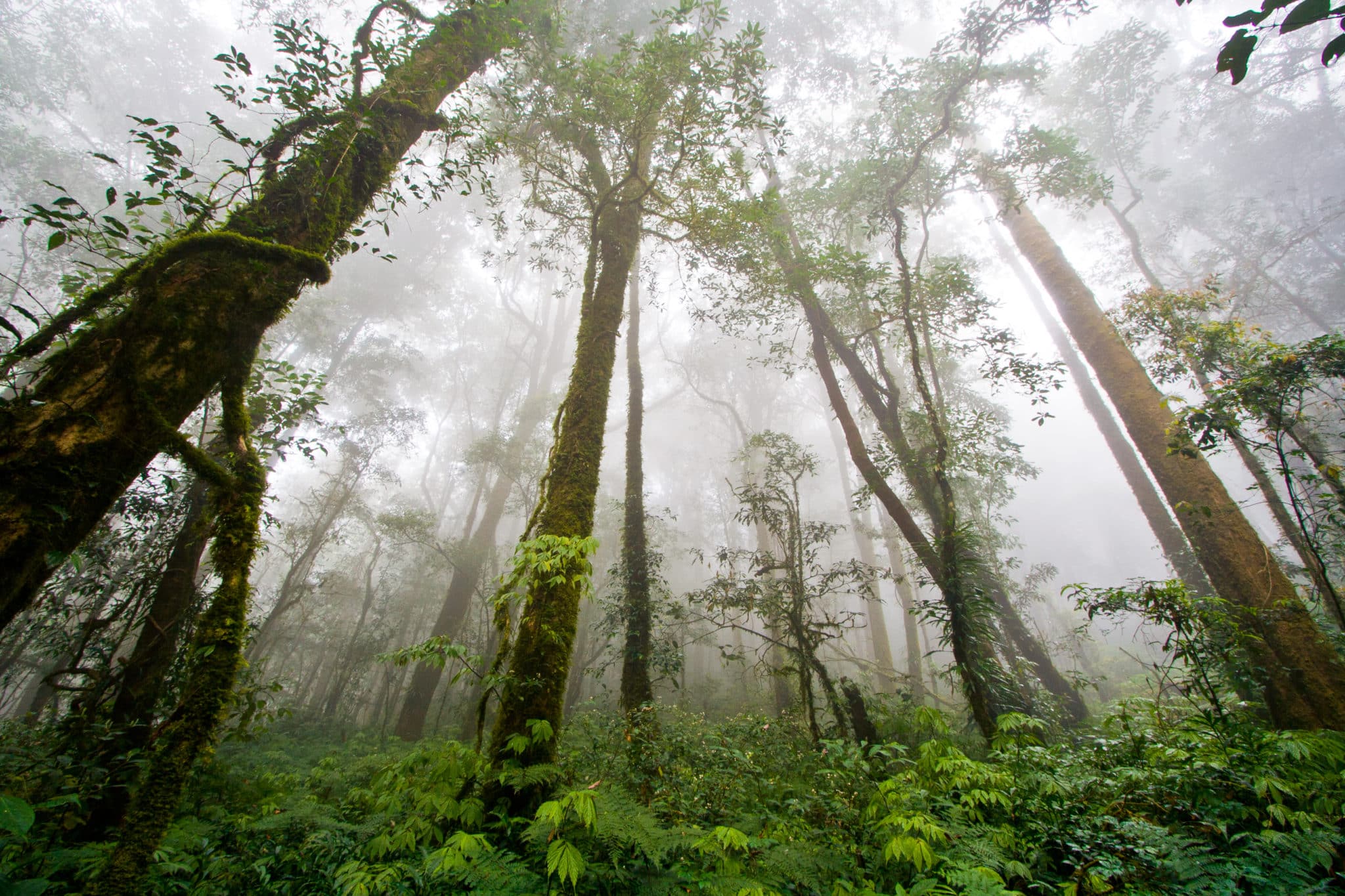 Amazon Rainforest, Feel the Rainfall of Leaves Found The World