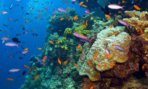 Explore the Natural Beauty of The Great Barrier Reef | Found The World