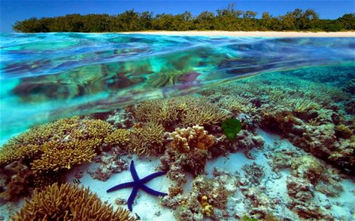  Great Barrier Reef Star Fish 
