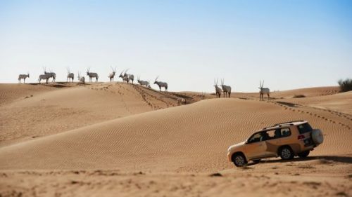 Al maha desert resort and spa dubai wild drive