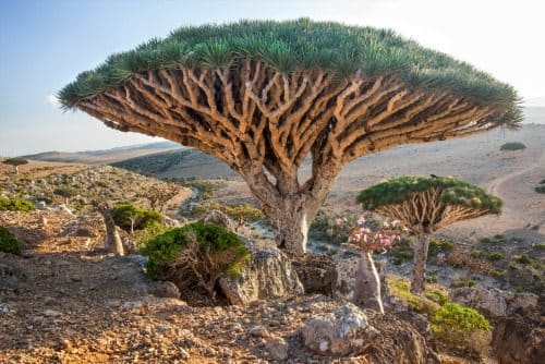 Socotra island, Yemen