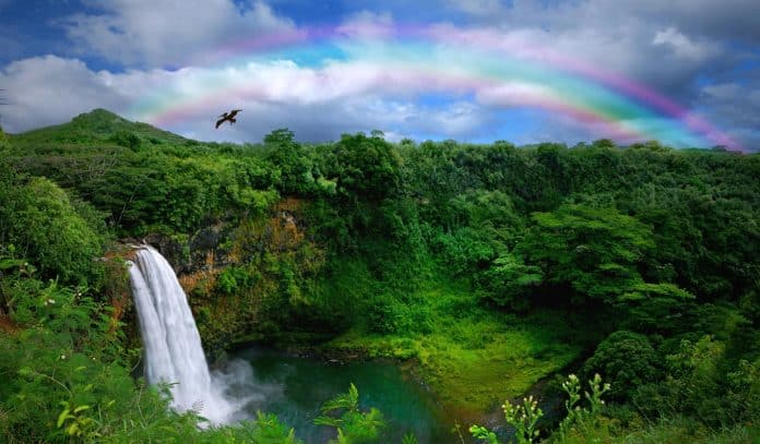 Wailua falls with rainbow and bird