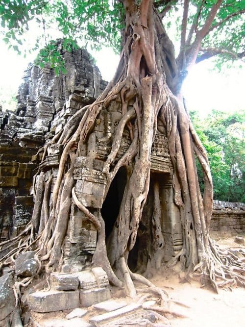 Cambodia angkor wat trees temples