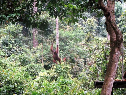 Borneo sepilok orangutan