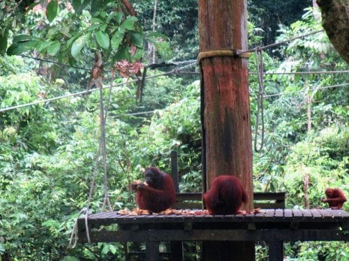 Borneo sepilok orangutan eating