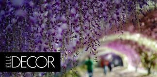 Wisteria Flowers Tunnel In Kitakyushu, Japan 533