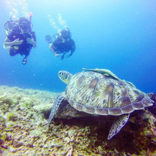 Bali gili meno turtle swimming
