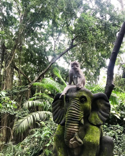 Bali ubud monkey forest