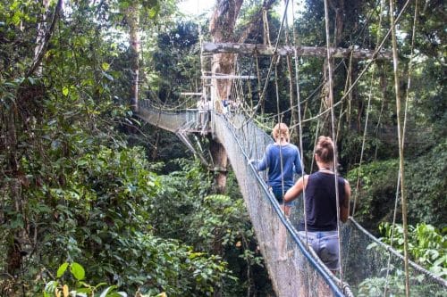 Borneo miri canopy walk