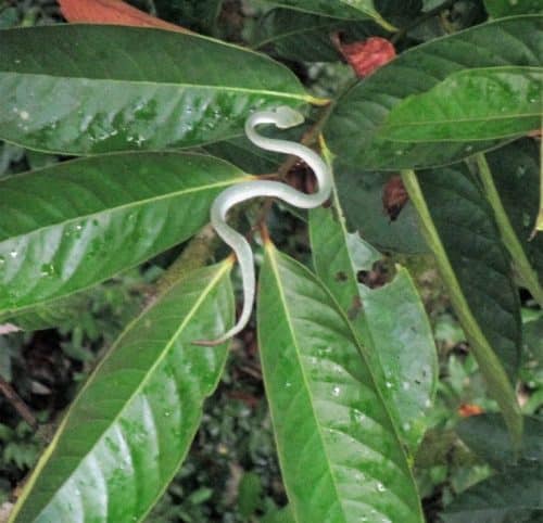Borneo miri native snake
